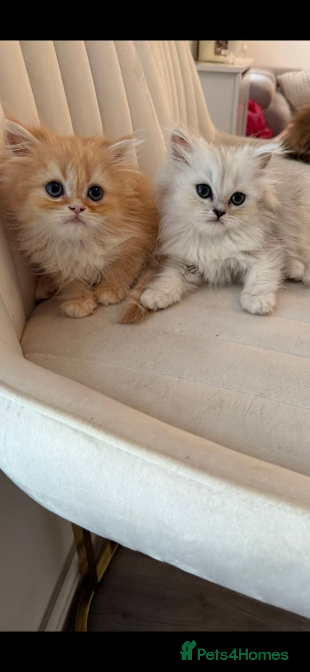 Persian cats for sale: Adorable Persian Kittens  - Image 10