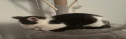 Mixed Breed cats for sale: Boy and girl kittens  - Advert 2