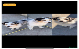 Australian Shepherd dogs for sale: Beautiful Australian Shepherd looking for new home - Image 5