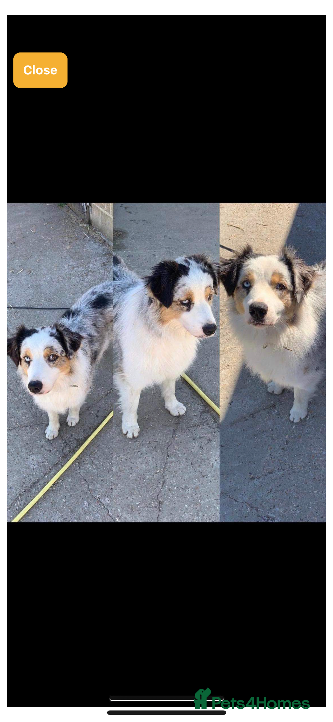 Australian Shepherd dogs for sale: Beautiful Australian Shepherd looking for new home - Image 5
