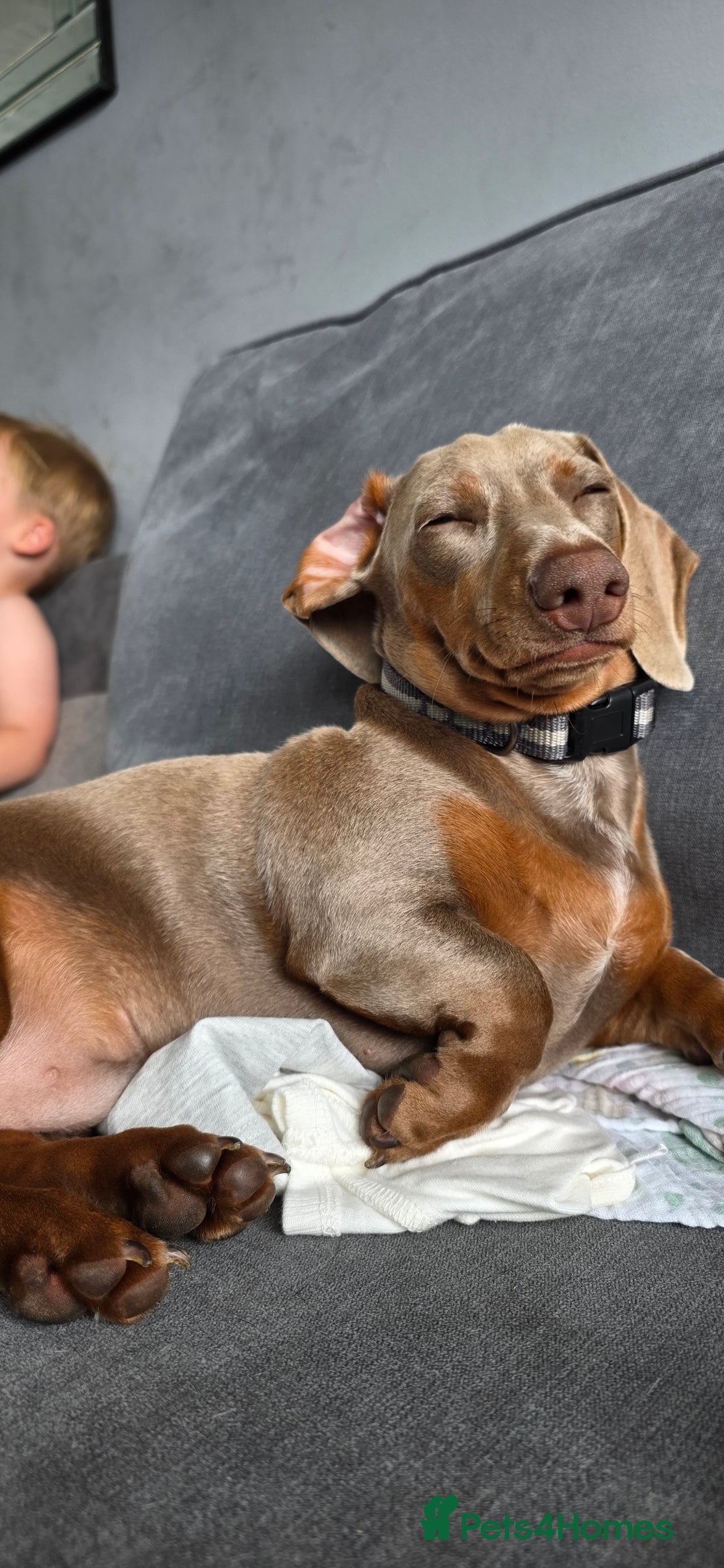 Miniature Dachshund dogs for sale: Clyde the Isabella male  - Advert 8