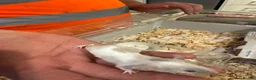 Mouse rodents for sale: Baby mice ready 1st June - Advert 4