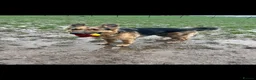 German Shepherd dogs for sale: German Shepherd - Jango  - Advert 15