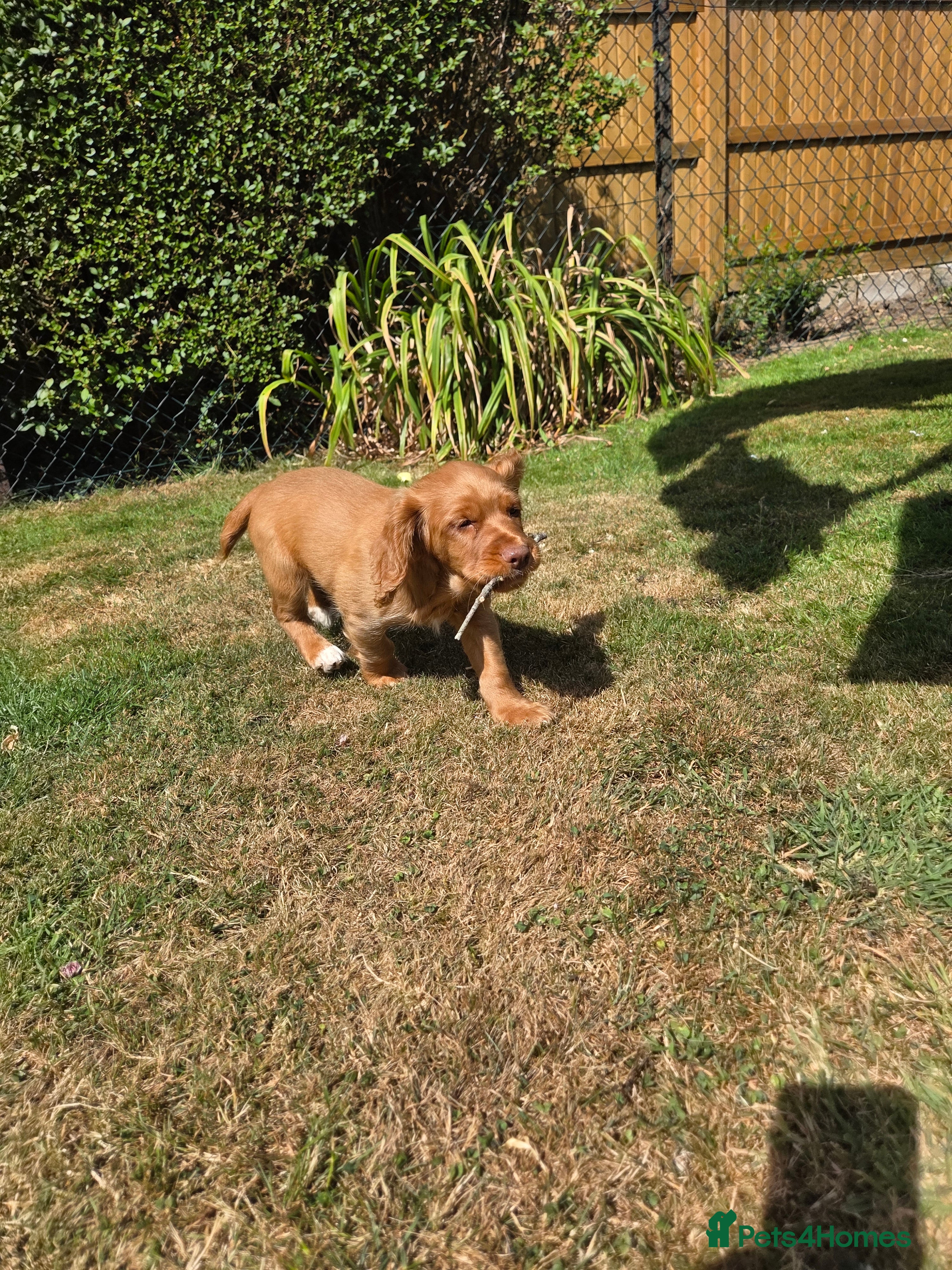 Cocker Spaniel dogs Working cocker spaniel pups - Advert 2