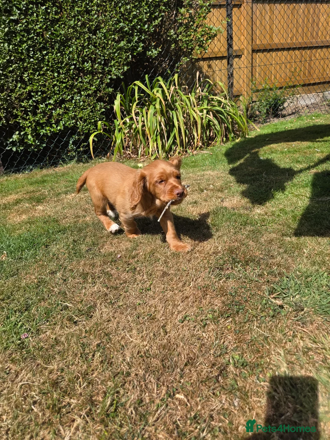 Cocker Spaniel dogs for sale: Working cocker spaniel pups - Advert 2