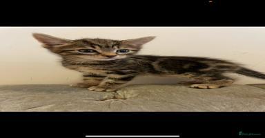 Mixed Breed cats - Advert 5