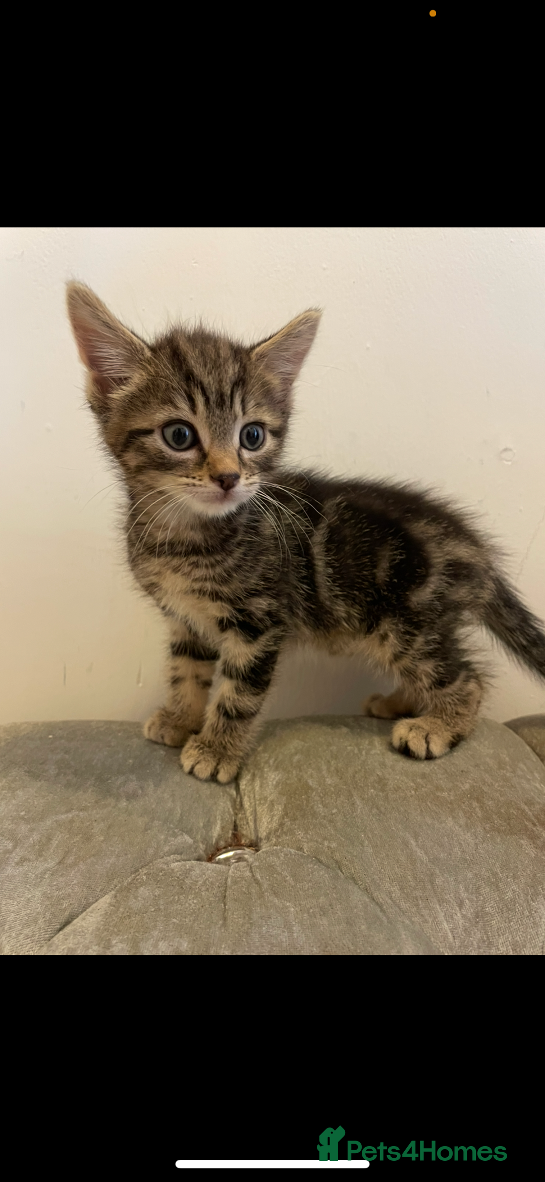 Mixed Breed cats for sale: Kittens ready now  - Image 2