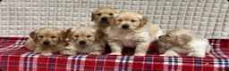Golden Retriever dogs for sale: GORGEOUS GOLDEN RETRIEVER PUPPIES  in Carmarthen - Advert 14