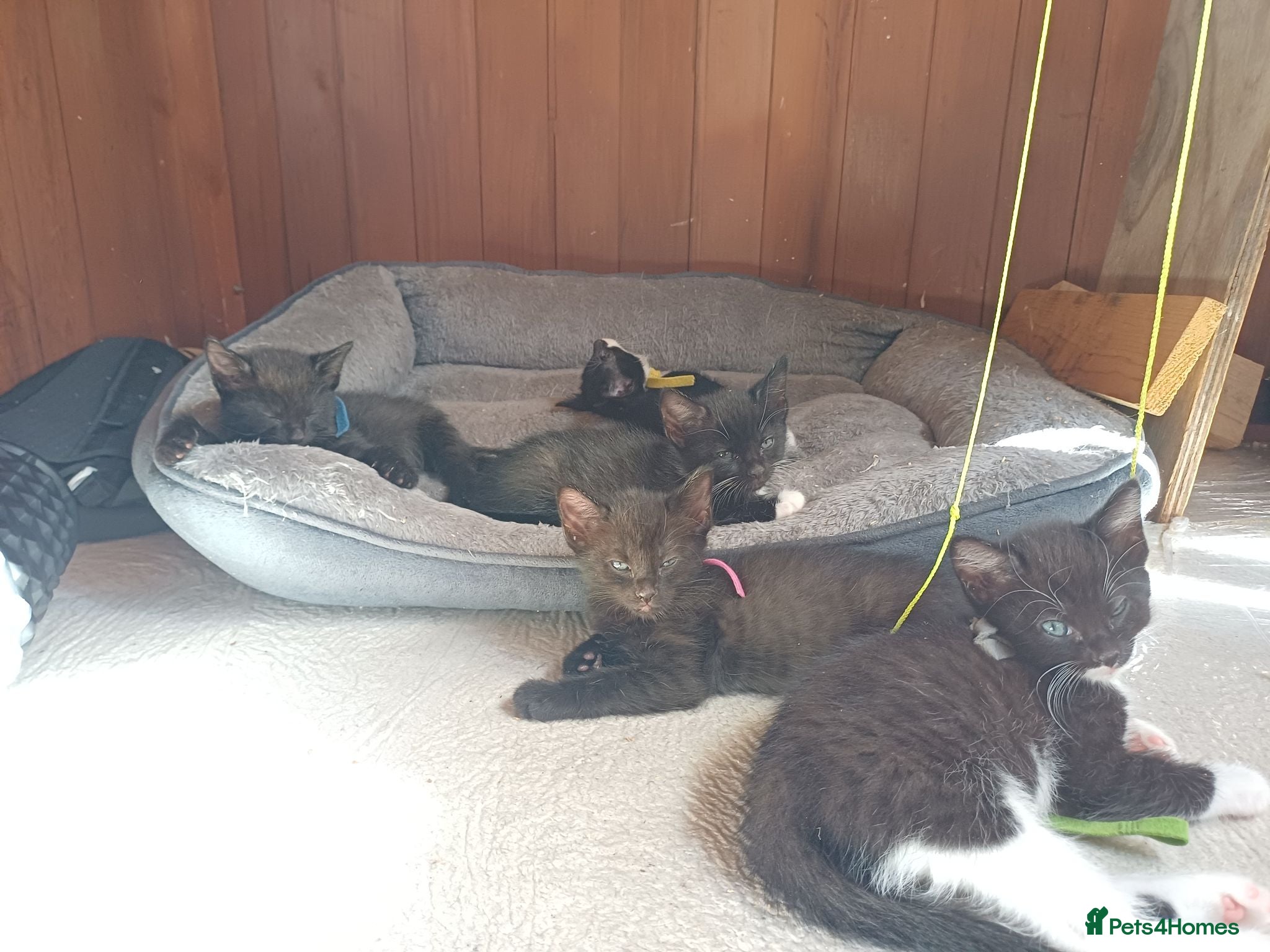 Mixed Breed cats Gorgeous fun-loving kittens READY SOON - Advert 2