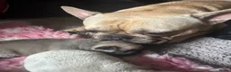 French Bulldog dogs for sale: Last little lady  - Advert 1