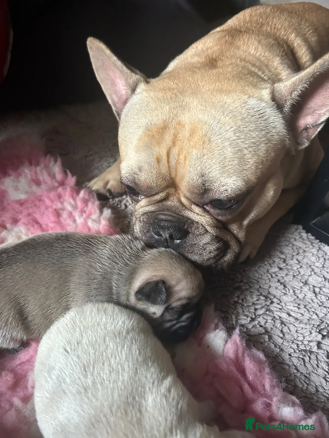 French Bulldog dogs for sale: Last little lady  - Advert 1