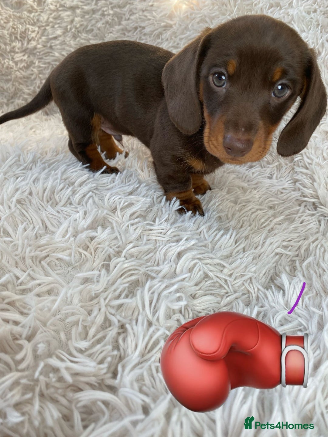Miniature Dachshund dogs for sale: Chocolate and tan boys. - Advert 9