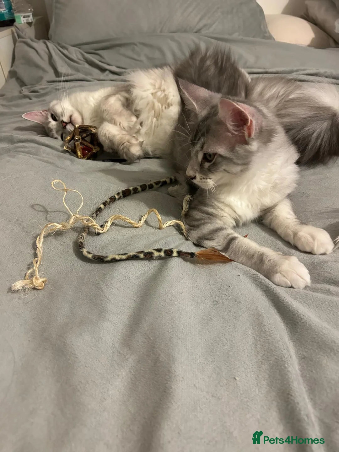 Maine Coon cats for sale: Last male TICA Pedigree Maine Coon Kitten - Advert 14