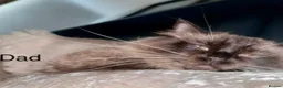 Siberian cats for sale: 6 Full Siberian Kittens  - Advert 4