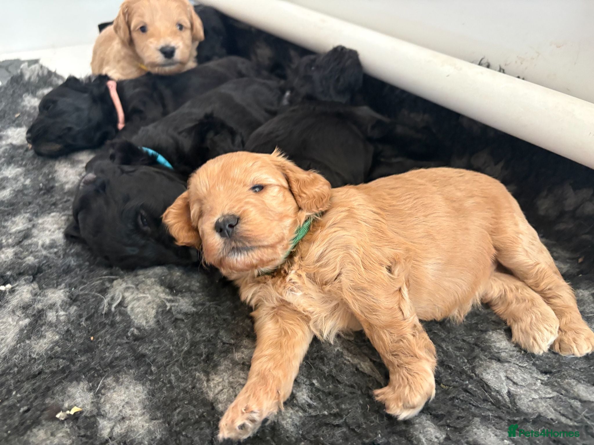 Mixed Breed dogs Delightful Schnockerpoo Puppies  - Advert 2
