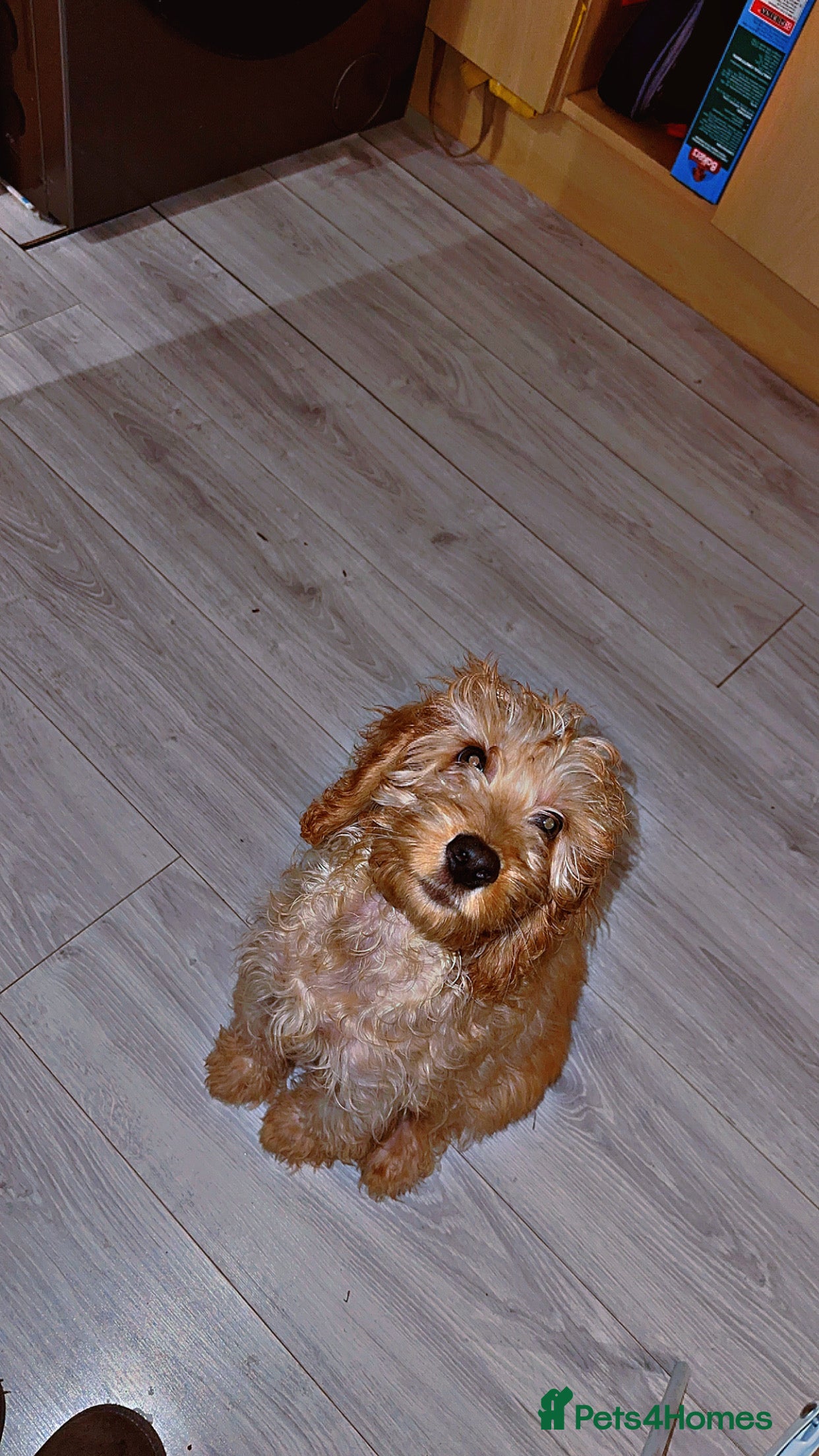 Cockapoo dogs Teddy - Advert 2