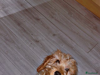 Cockapoo dogs Teddy - Advert 1