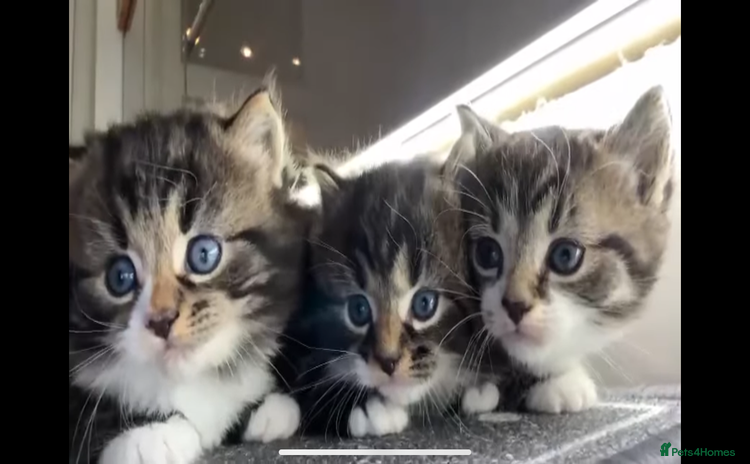 Mixed Breed cats - Advert 13