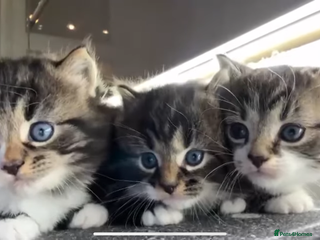 Mixed Breed cats Cute Tabby Kittens - New Litter 🐈🐈⬛ - Advert 18