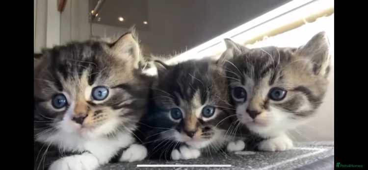 Mixed Breed cats Cute Tabby Kittens - New Litter 🐈🐈⬛ - Advert 15