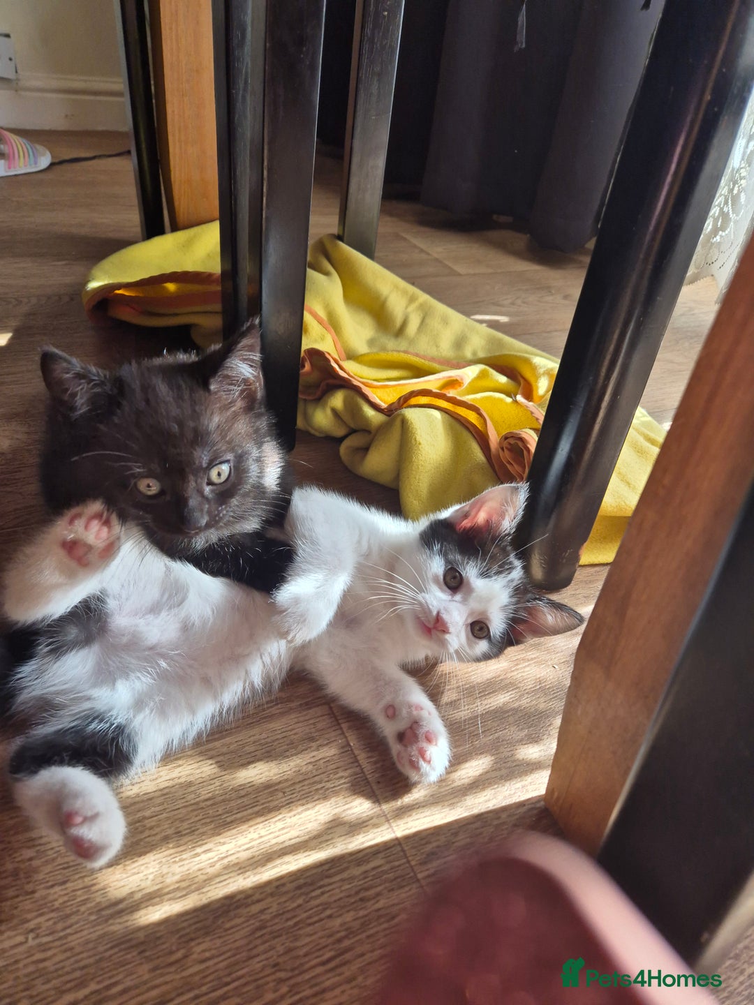 Mixed Breed cats for sale: Kittens for sale - Image 3