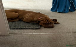 Dogue De Bordeaux dogs for sale: Female doggue de Bordeaux  - Image 2