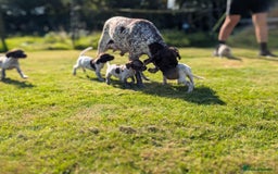 German Shorthaired Pointer dogs for sale: 7 Beautiful KC GSP Puppies - Image 4