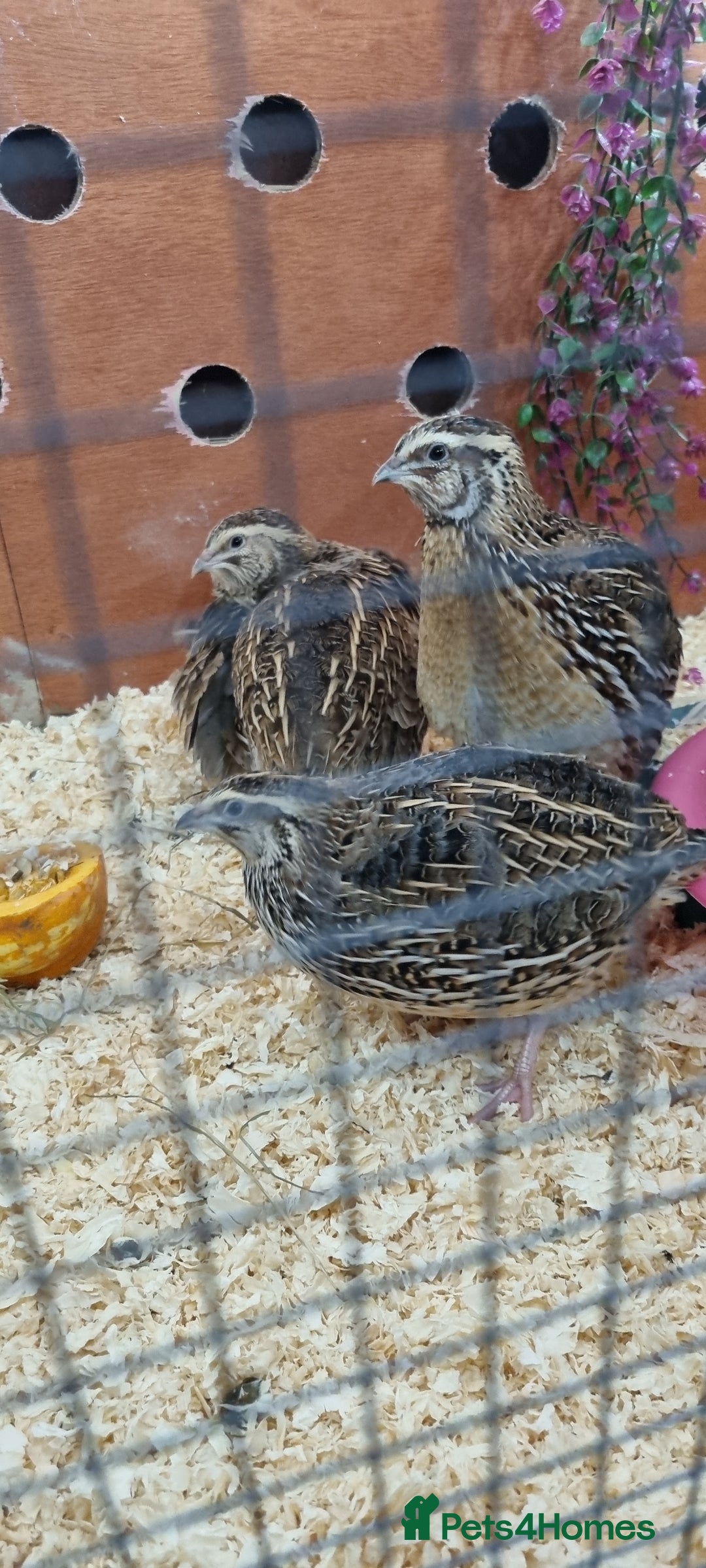 Quail poultry for sale: Coturnix quail  - Advert 1