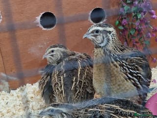 Quail poultry Coturnix quail - Advert 1