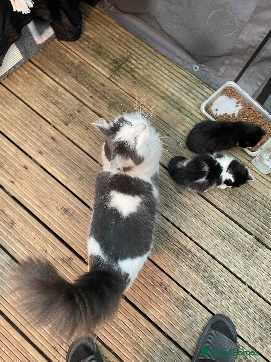 Mixed Breed cats for sale: 2 lovely girls for sale - Advert 11