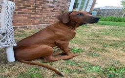 Rhodesian Ridgeback dogs for sale: Partially trained Rhodesian Ridgeback - Image 2