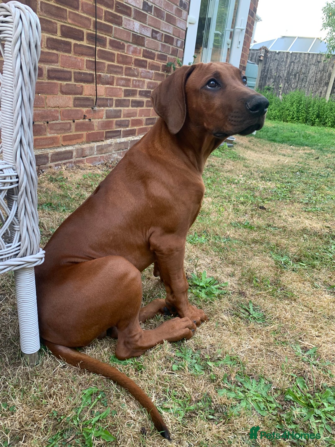 Rhodesian Ridgeback dogs for sale: Partially trained Rhodesian Ridgeback - Image 2