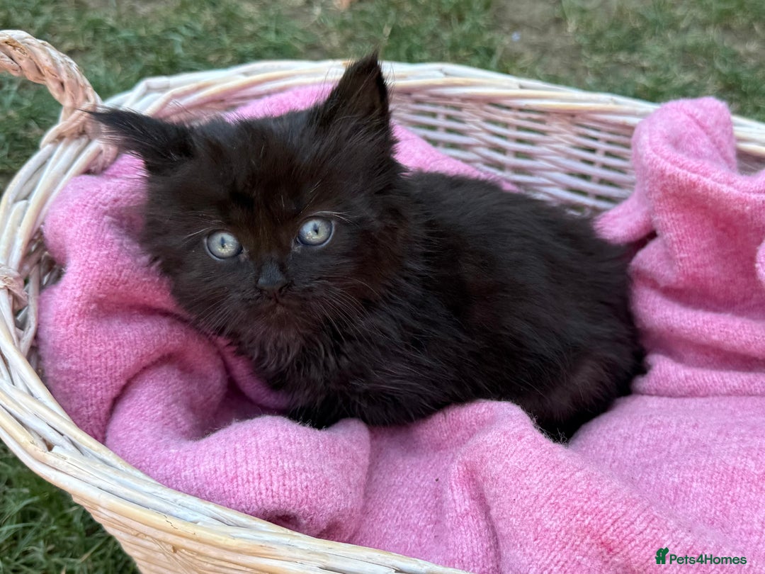 Russian Blue cats for sale: Crossed RussianBlue Kittens - Image 8