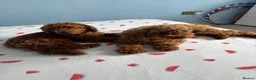 Toy Poodle dogs for sale: Suzie girl looking new house - Advert 5
