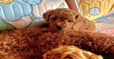 Toy Poodle dogs - Advert 2