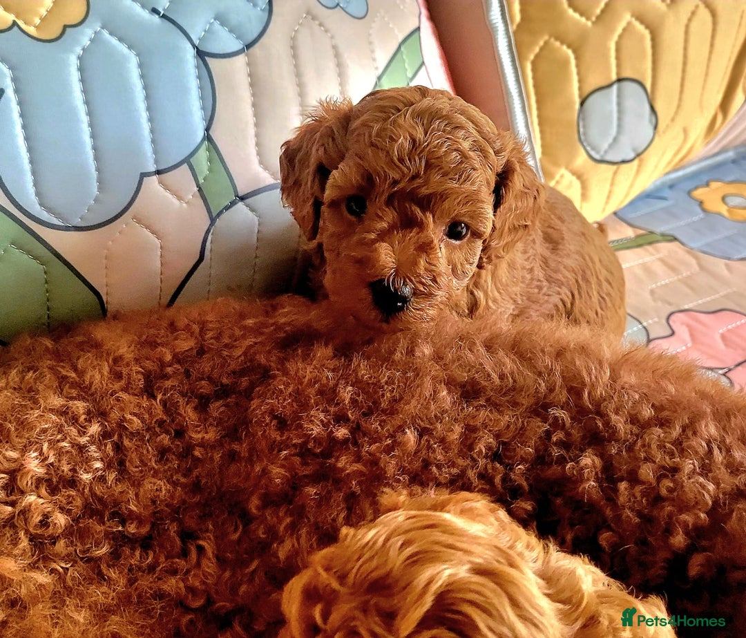 Toy Poodle dogs for sale: 🔥Toy 🔥Mini 🔥Asian Poodle Puppies Girls for sale - Image 3