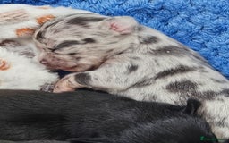Chihuahua dogs for sale: Beautiful  Blue and Merle Chihuahua  - Image 1