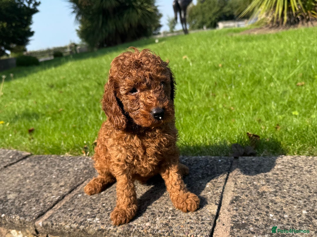 Miniature Poodle dogs for sale: Dark Red Miniature Poodle puppies (Boys only). - Image 4