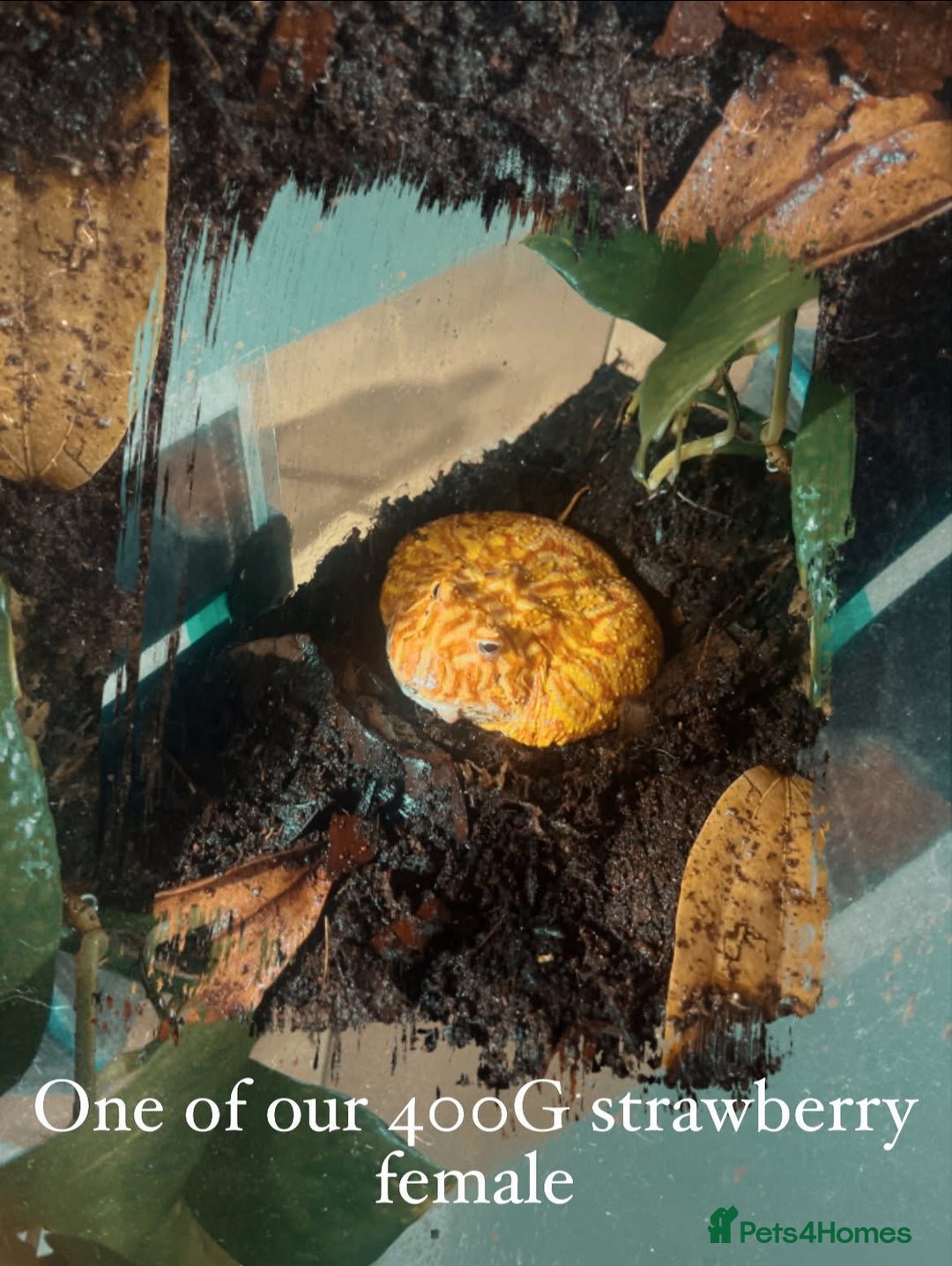 Frog reptiles for sale: Pac man frog - Advert 1