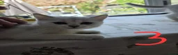 British Shorthair cats for sale: 3 white kittens with blue-green eyes for sale.  - Advert 6