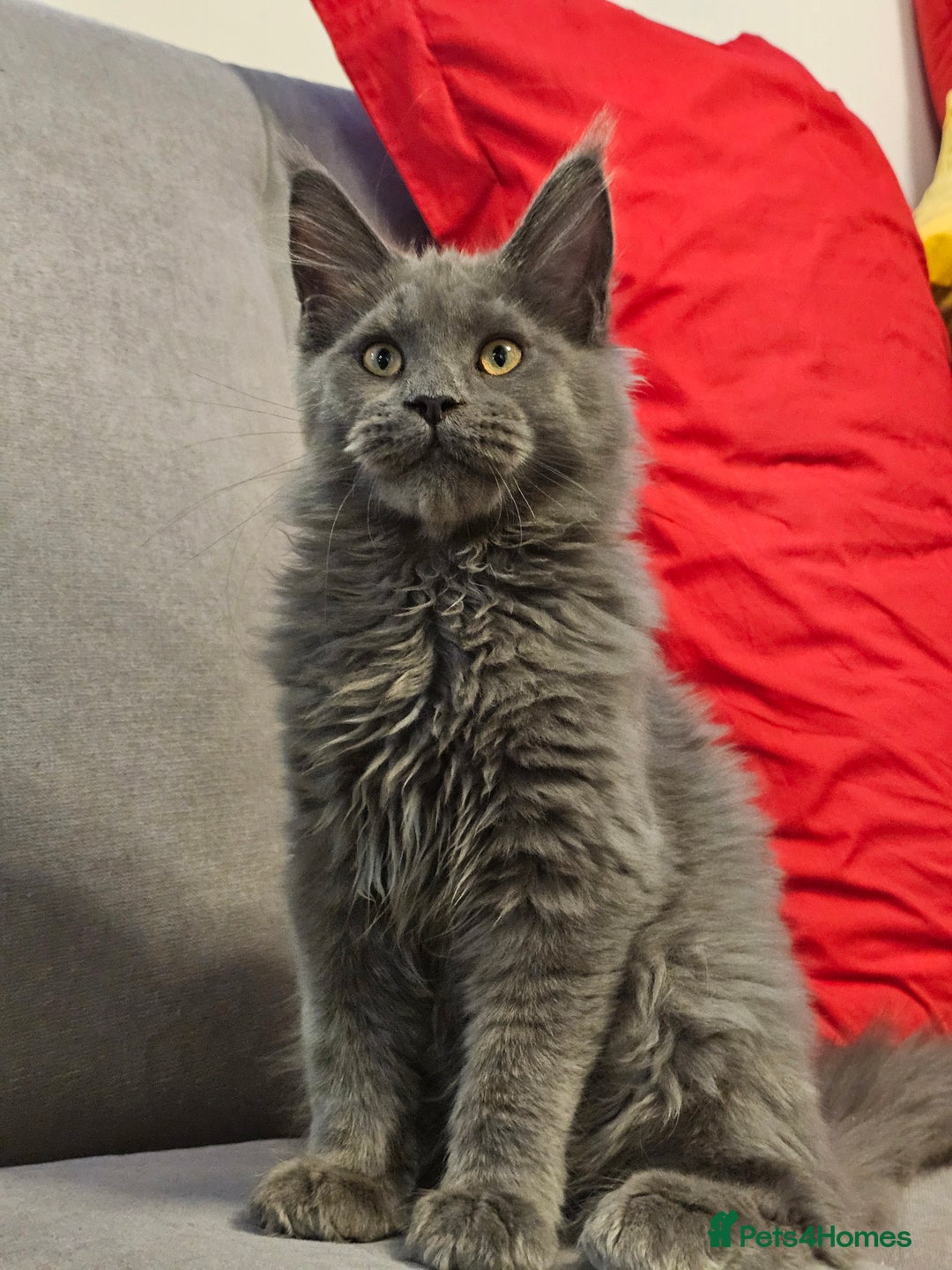 Maine Coon cats for sale: 🔥*Stunning Litter of 8💎Solid Blue Maine Coon*🔥  - Image 25