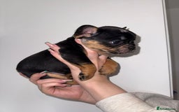 French Bulldog dogs for sale: Fluffy french bulldogs puppies - Image 10