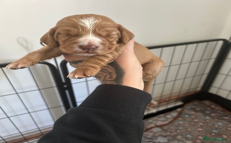 Cocker Spaniel dogs - Advert 5
