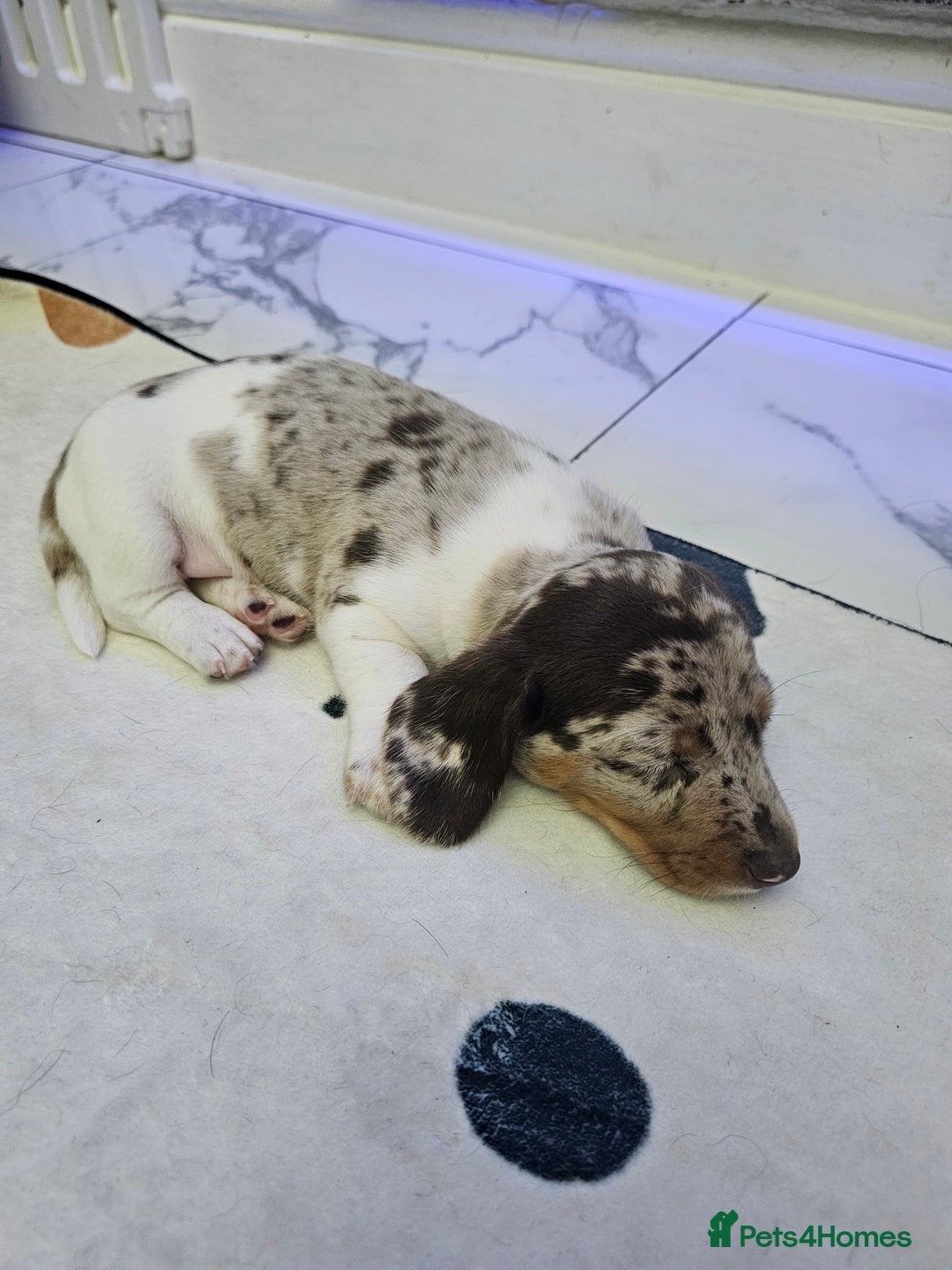 Miniature Dachshund dogs for sale: Miniature Smooth Dachshund Puppies  - Image 9