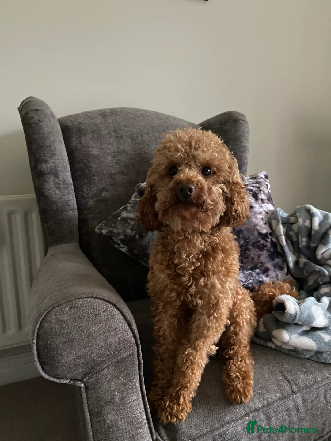 Toy Poodle dogs for stud: Toy Poodle Stud (Not for Sale) in Houghton le Spring - Advert 13