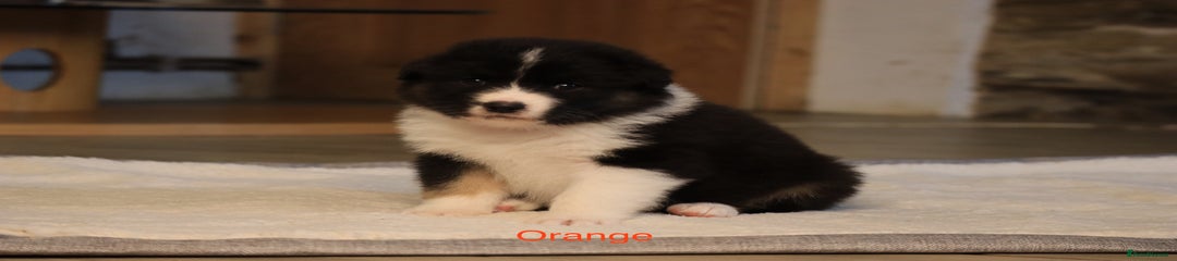 Australian Shepherd Puppy 7