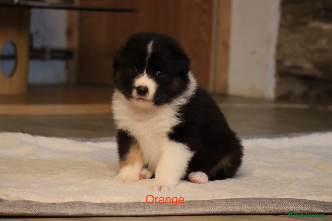 Australian Shepherd dogs for sale: Australian Shepherd Puppies  - Image 11
