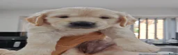 Golden Retriever dogs for sale: Beautiful Chunky Golden Retriever Puppies. in London - Advert 6
