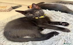 Mixed Breed cats for sale: Last Three Kittens for Sale 2 Girls and 1 Boy - Image 2