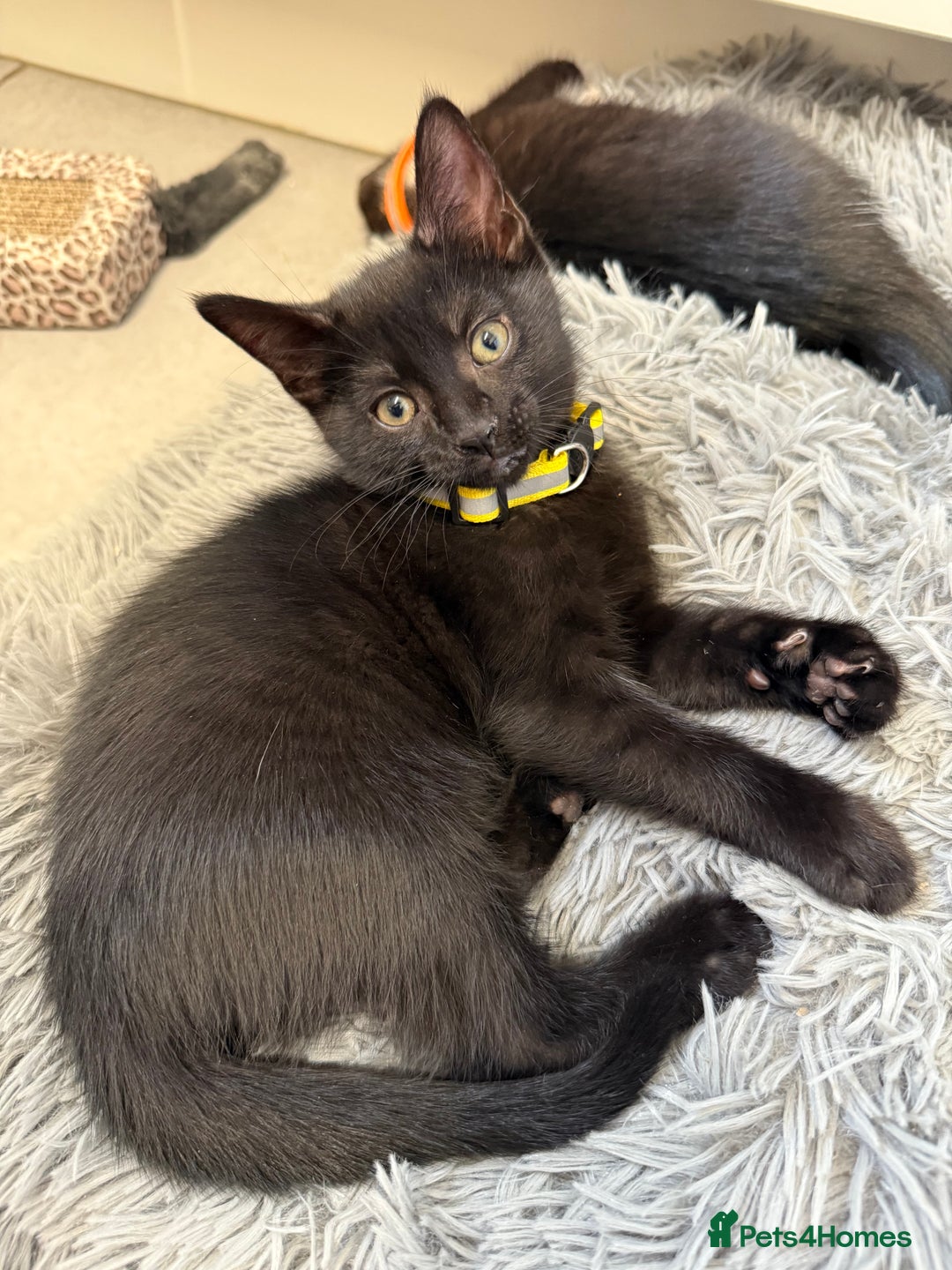 Mixed Breed cats for sale: Last Three Kittens for Sale 2 Girls and 1 Boy - Image 2